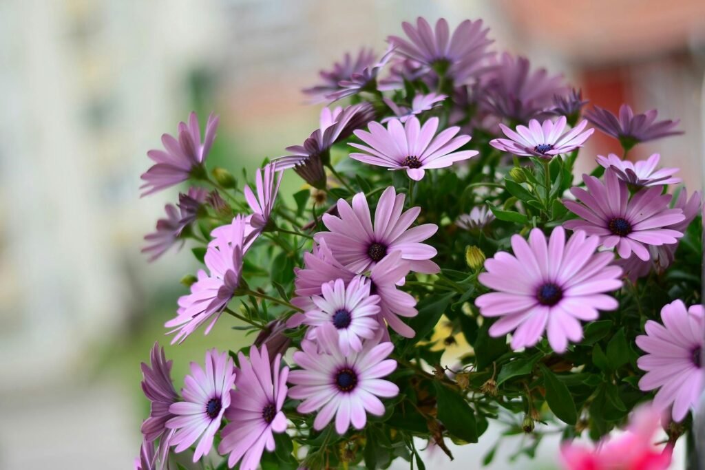 Daisy Blooms : A Comprehensive Guide to Growing, Caring, and Enjoying